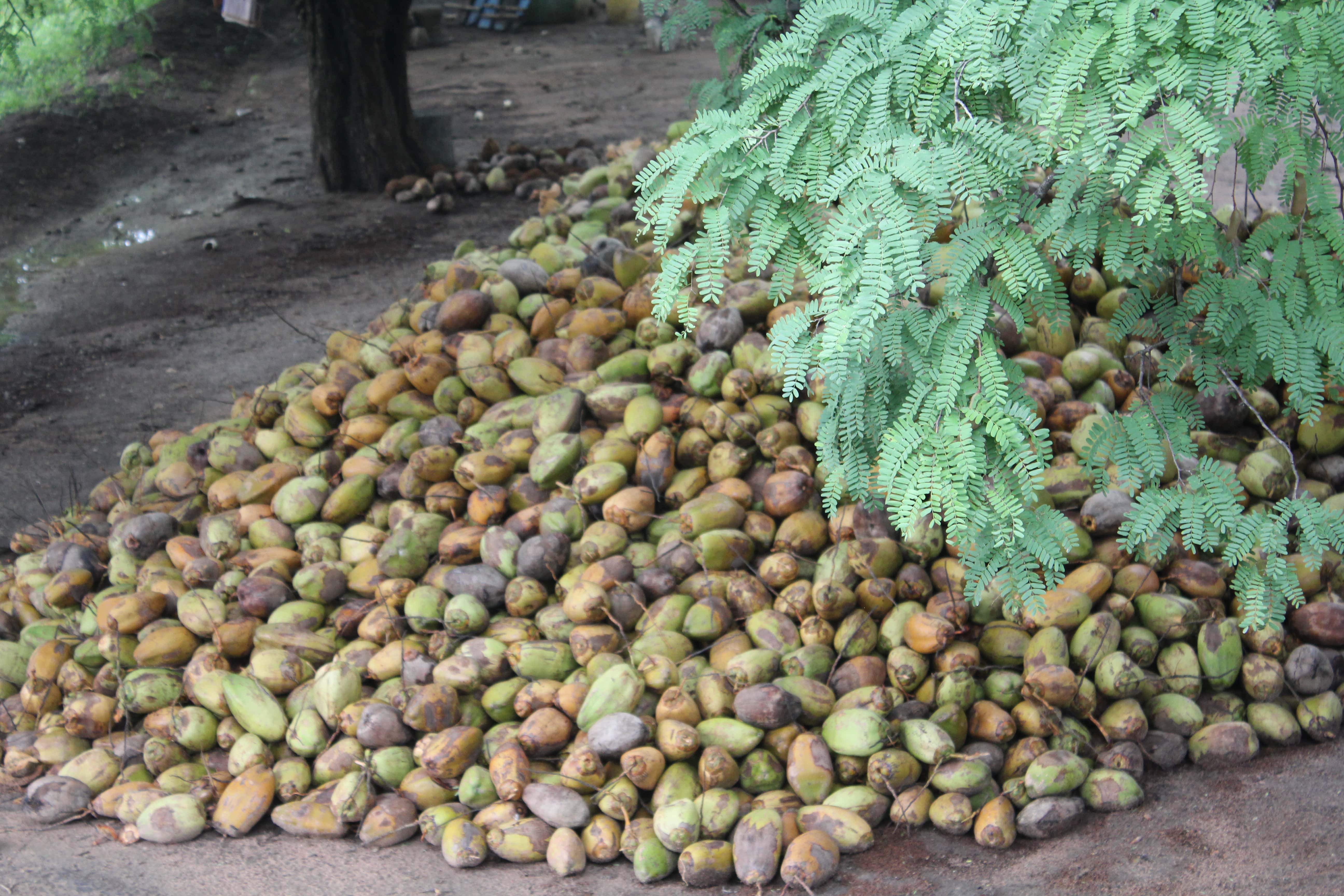 Coconut