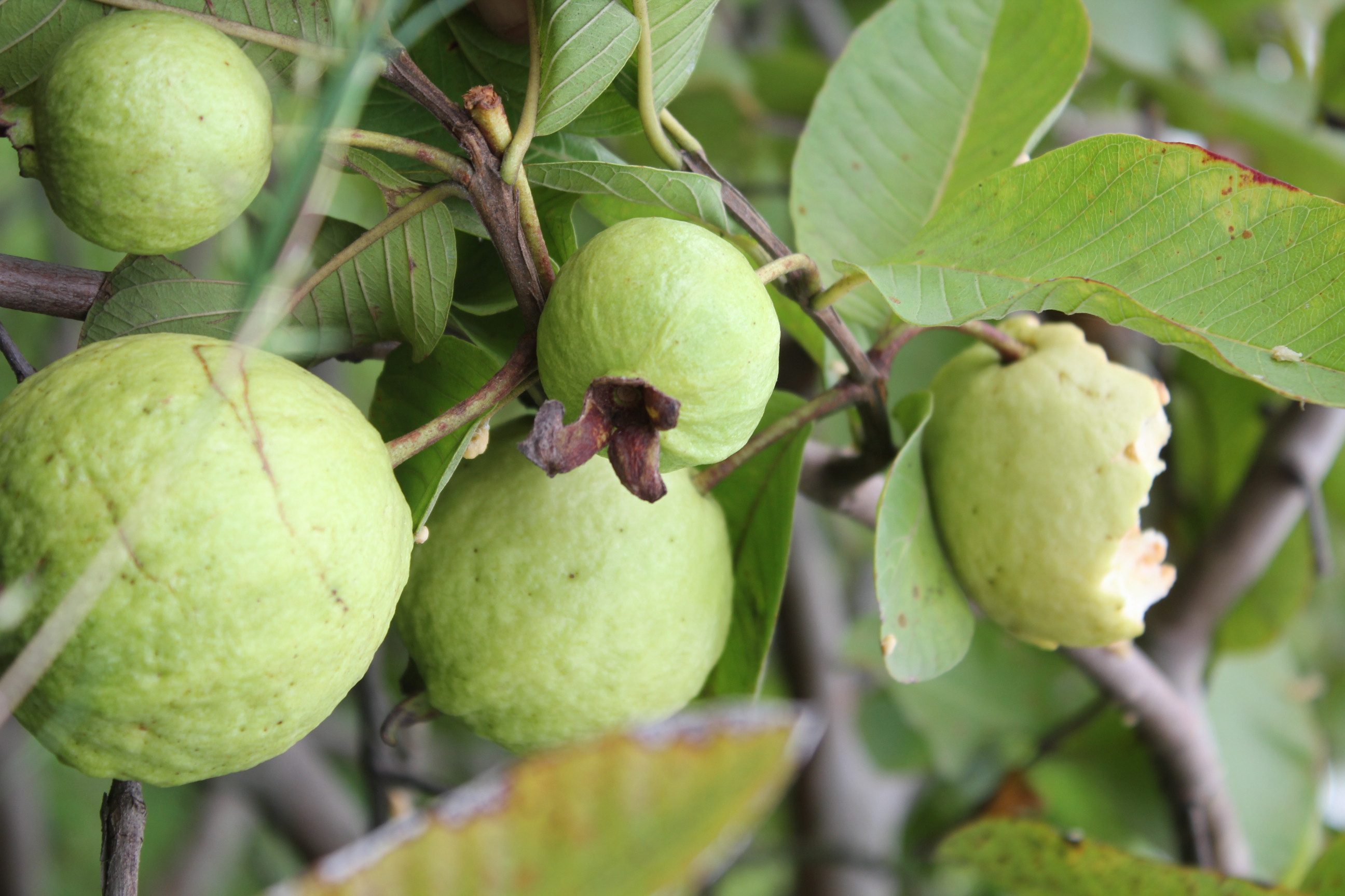 Fresh Guva Fruit