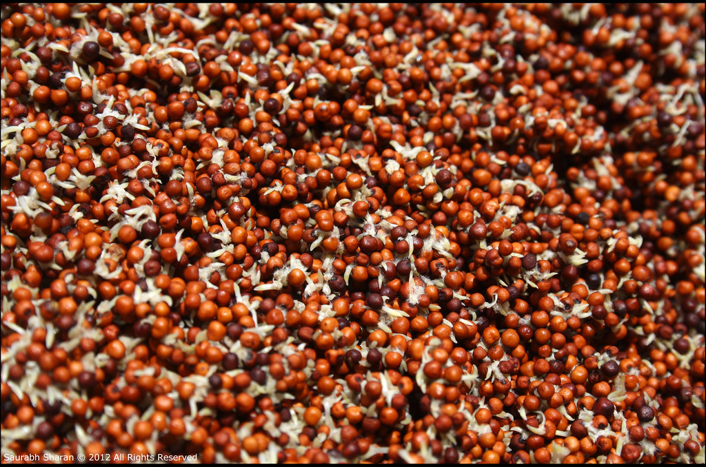 Sprouted Ragi 