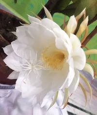 SCENT OF HIMLAYAN YOGI - BRAHMA KAMALAM THE DIVINE NATURAL AROMA FOR SELF REALIZATION AND IN SEARCH  OF 