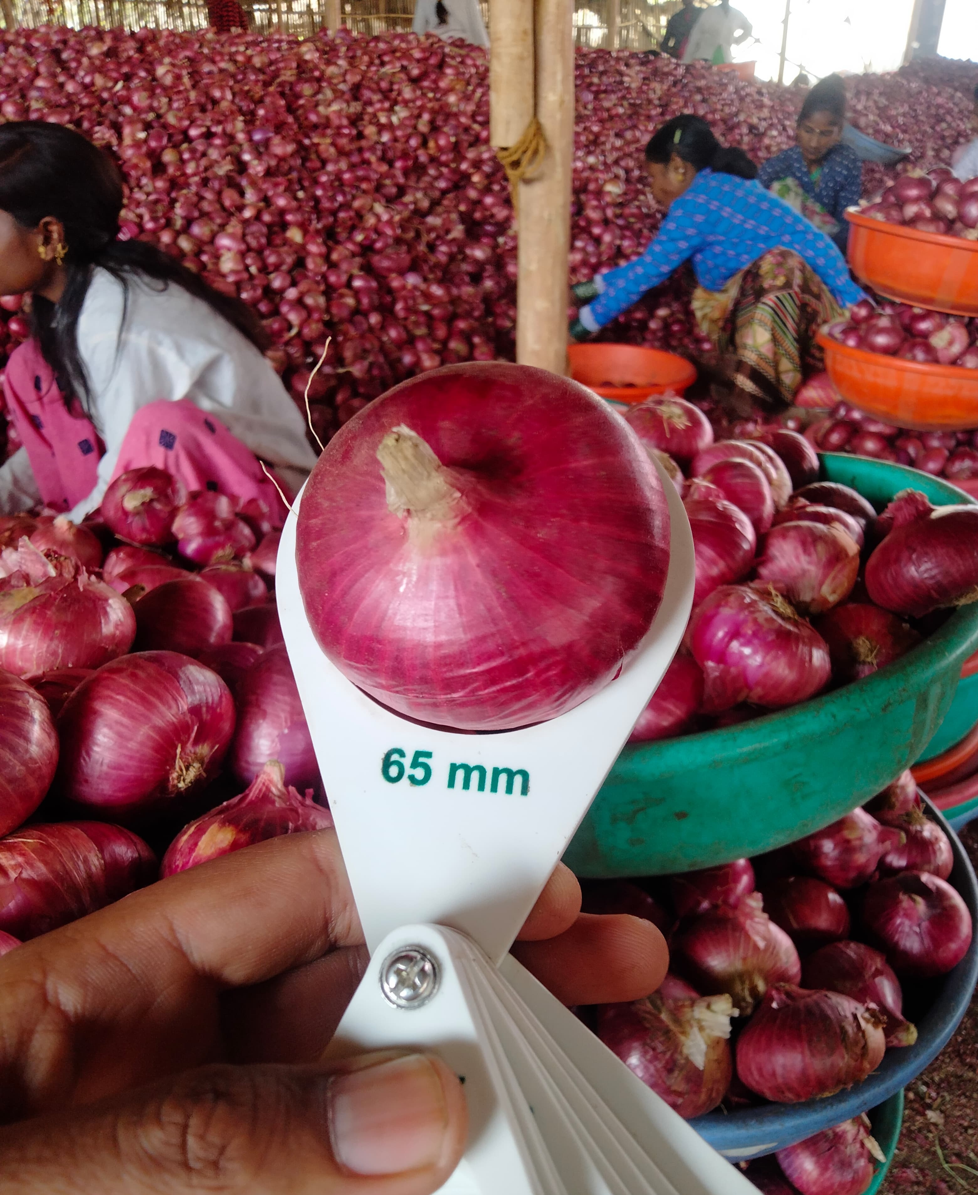 Red Onion