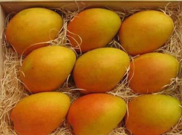 Fresh Mango
