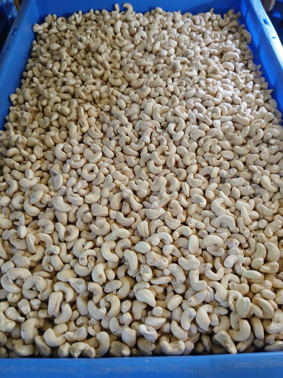 Roasted cashew nut