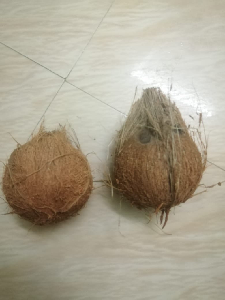 Coconut