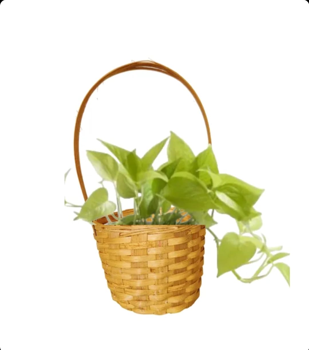 Bamboo Mini Hanging Wall Decor Planter
