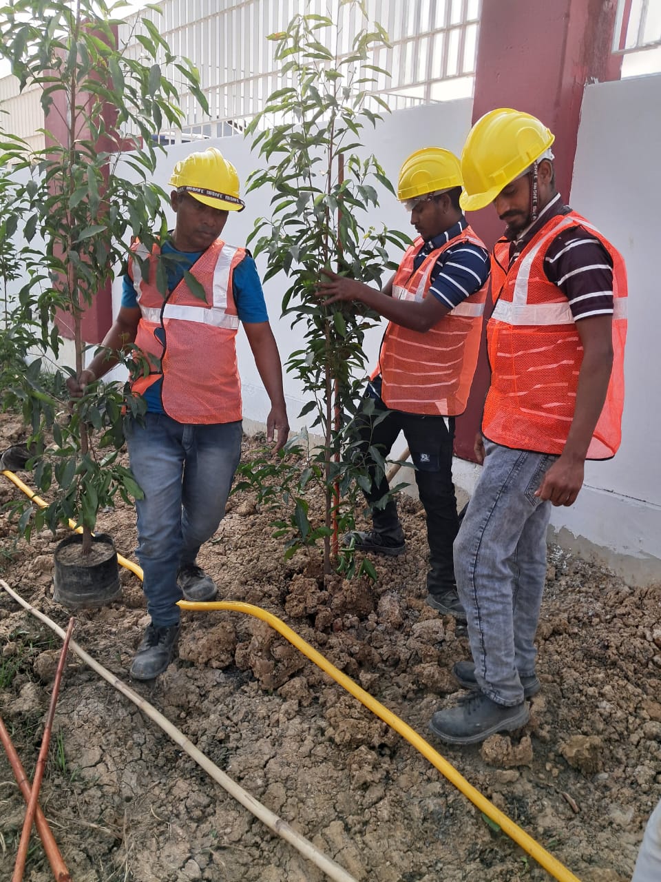 Tree Plantation Services
