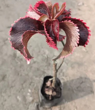  Ornamental landscaping  Acalypha  Plant - Acalypha  