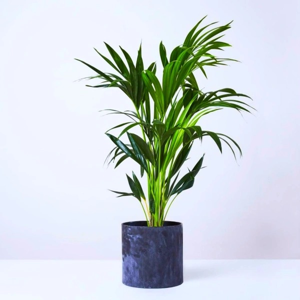  Ornamental landscaping  Areca Palms Plant  - Chrysalidocarpus lutescens 