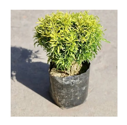  Ornamental landscaping   Aralia gold plant  - Polyscias fruticosa 