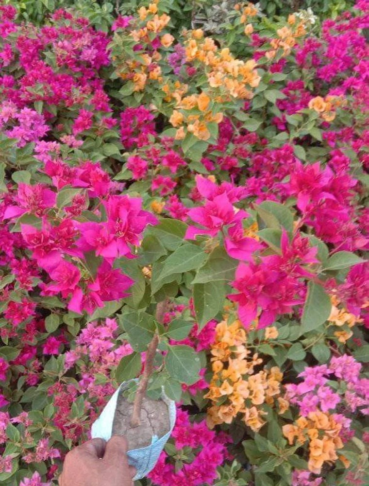  Ornamental flower   Bougainvillea Plant  - Bougainvillea 