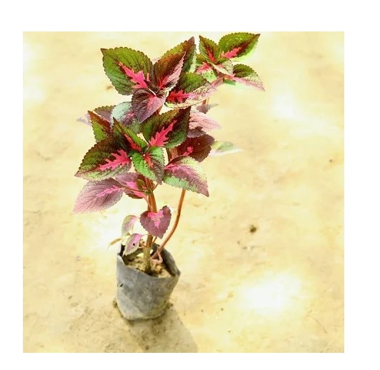 Ornamental landscaping  Coleus solamon pink Plant   - Solenostemon scutellarioides 