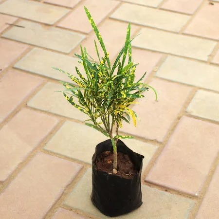  Ornamental landscaping  Croton Lemon Plant - Codiaeum variegatum  