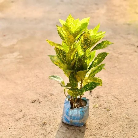  Ornamental landscaping  Croton Gold Plant - Codiaeum variegatum  