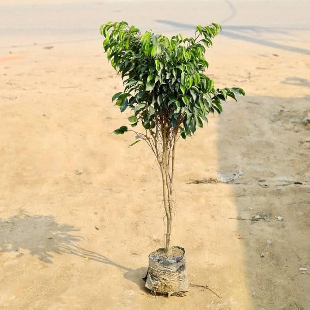  Ornamental landscaping  Ficus benjamina Plant  - Ficus benjamina 
