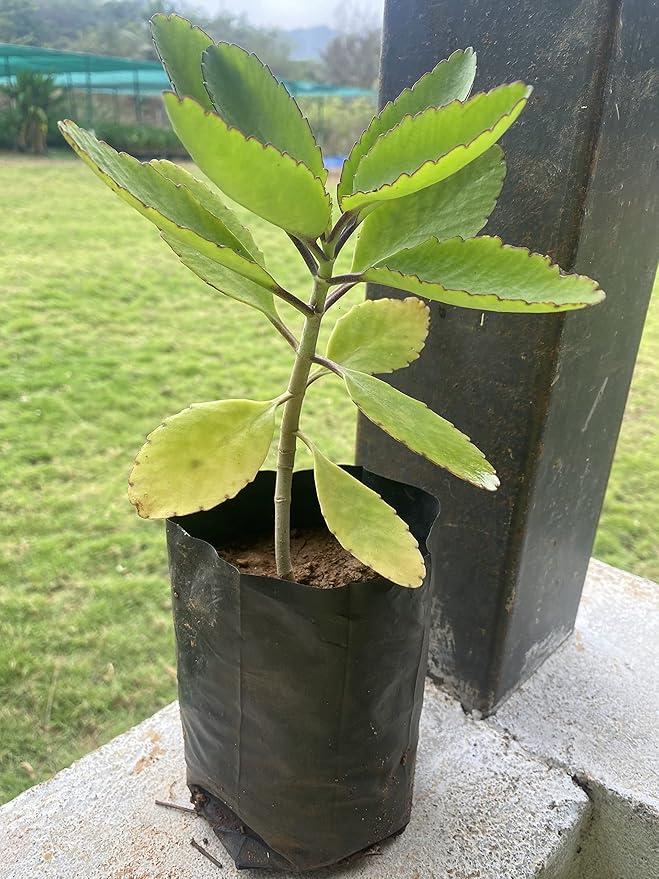  Ornamental landscaping  Mirachel Leaf plant  - Bryophyllum pinnatum 