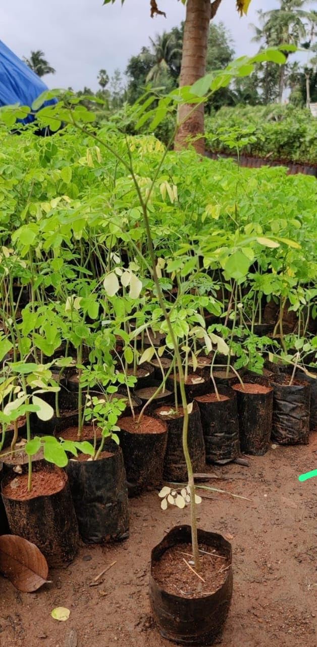  Ornamental landscaping  Moringa plant  - Moringa oleifera 