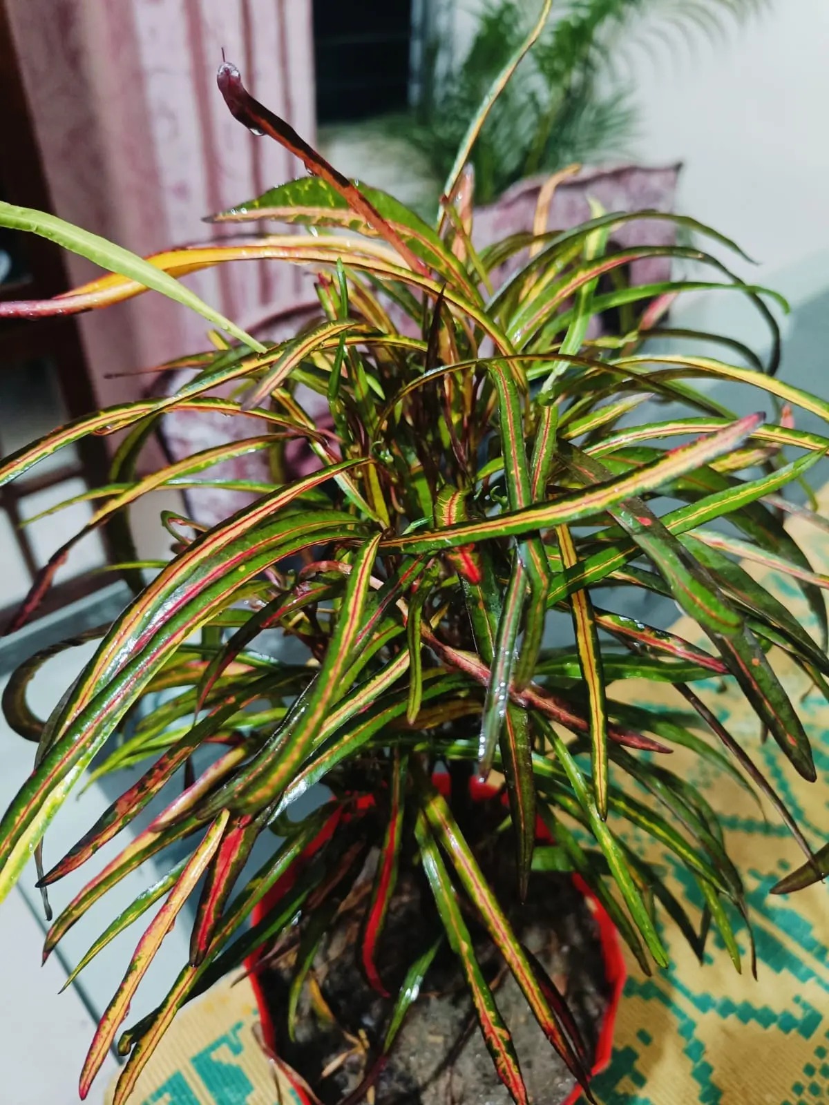  Ornamental landscaping  Multicolour/Zanzibar Croton Plant  - Codiaeum variegatum 
