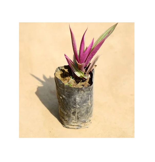    Oyster Plant  - Tradescantia spathacea 