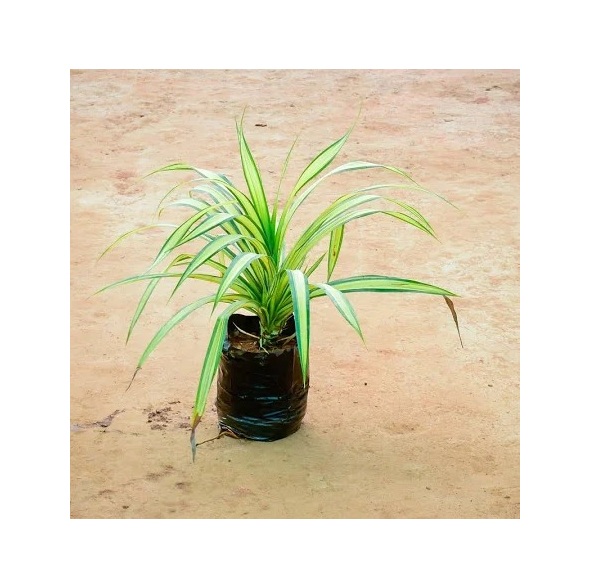  Ornamental landscaping  Pandanus Plant  - Pandanus amaryllifolius 