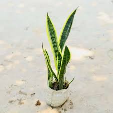  Ornamental indoor  Snake plant   - Dracaena trifasciata 