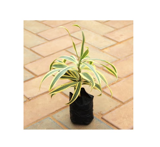  Ornamental landscaping  Song of india Plant  - Dracaena reflexa 