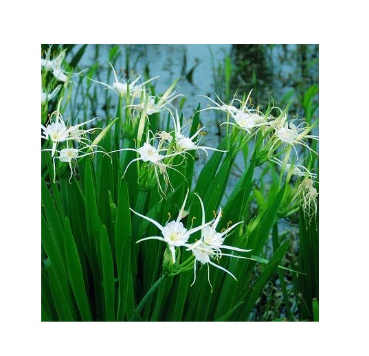  Ornamental flower   Spider lily Crinum lily Plant - Crinum asiaticum 