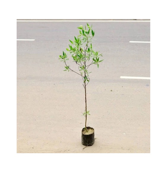  Ornamental landscaping  Conocarpous Plant  - Conocarpus erectus 