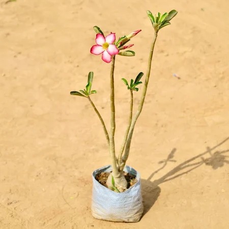  Ornamental flower   Adenium Bonsai Plant - Adenium obesum 