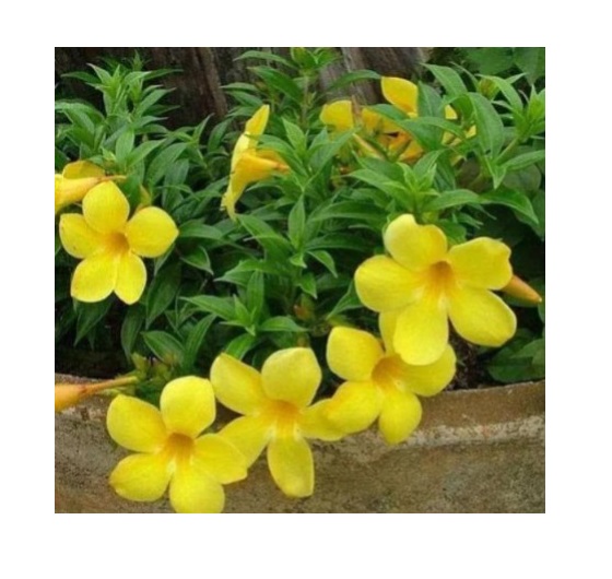  Ornamental flower   Allamanda Plant   - Allamanda cathartica 
