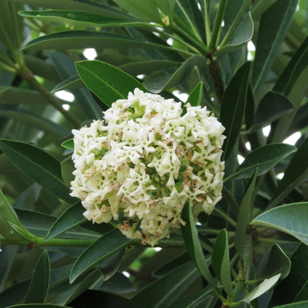  Ornamental flower   Alstonia Plant   - Alstonia scholaris 