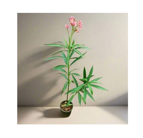  Ornamental flower   Oleander Plant  - Nerium oleander 