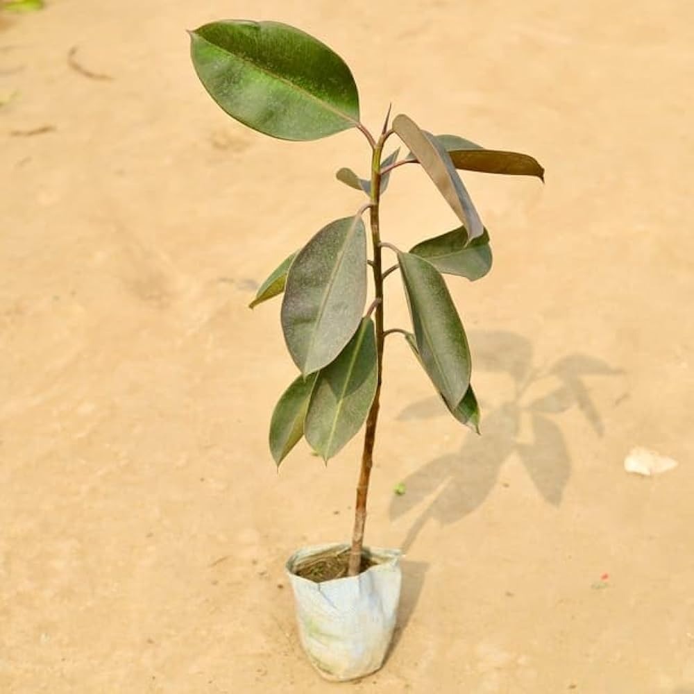  Ornamental landscaping  Rubber Plant  - Ficus elastica 