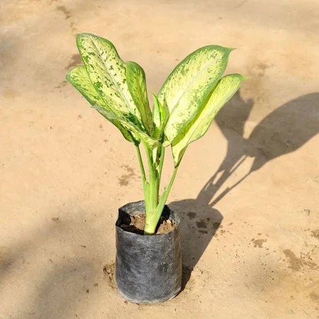  Ornamental indoor  Aglaonema Plant -  Aglaonema commutatum 