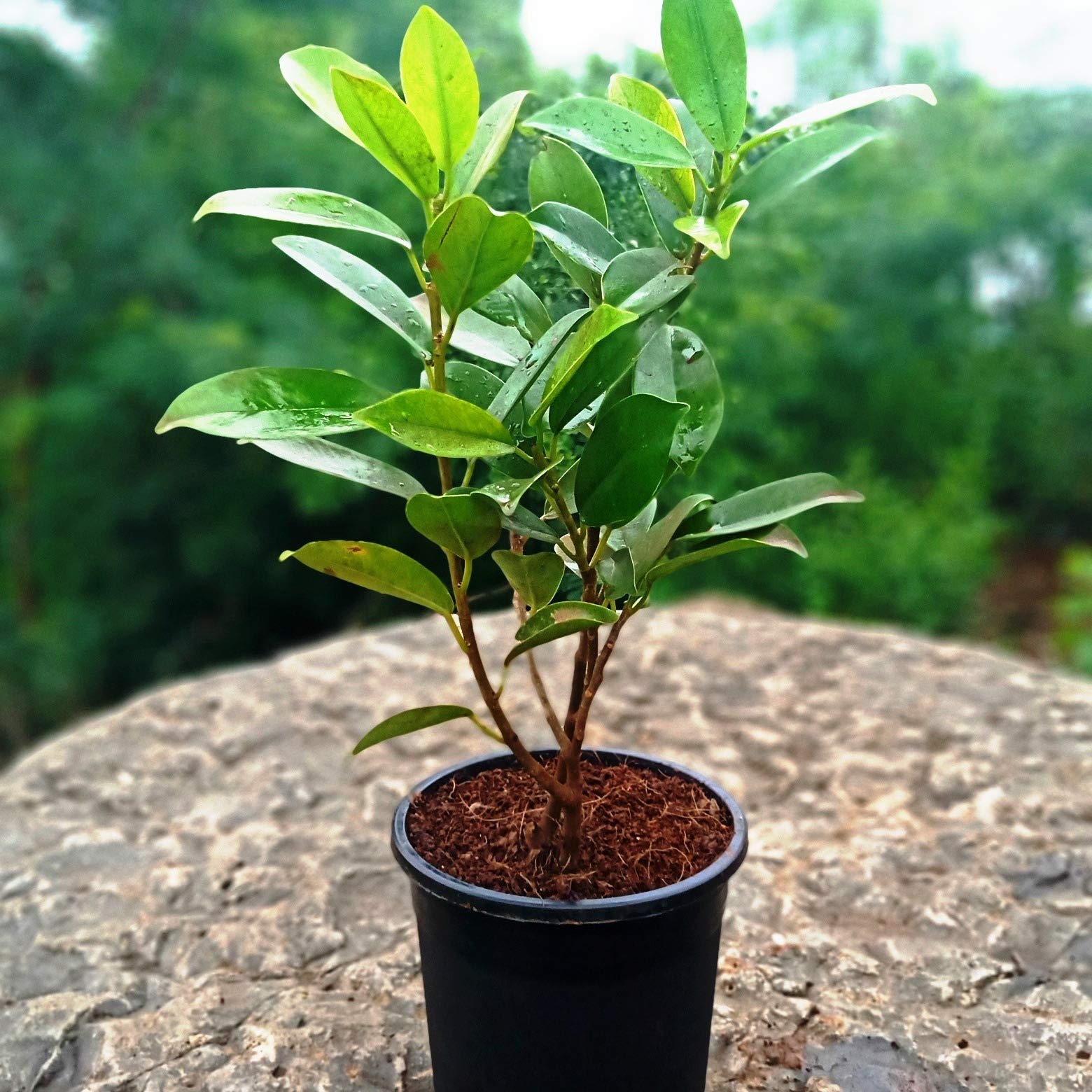   Ornamental landscaping  Ficus panda Plant -  Ficus benjamina. 