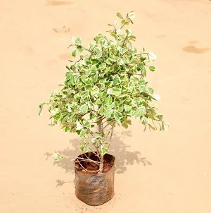  Ornamental landscaping  Ficus Starlight Plant - Ficus benjamina 