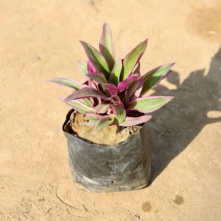  Ornamental landscaping  Dark Opal Plant  - Ocimum basilicum 