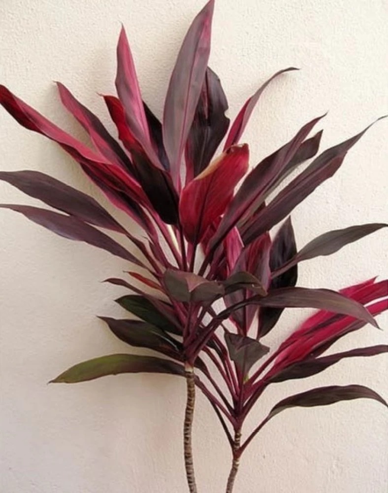  Ornamental landscaping  Dracena Plant  - Dracaena trifasciata 