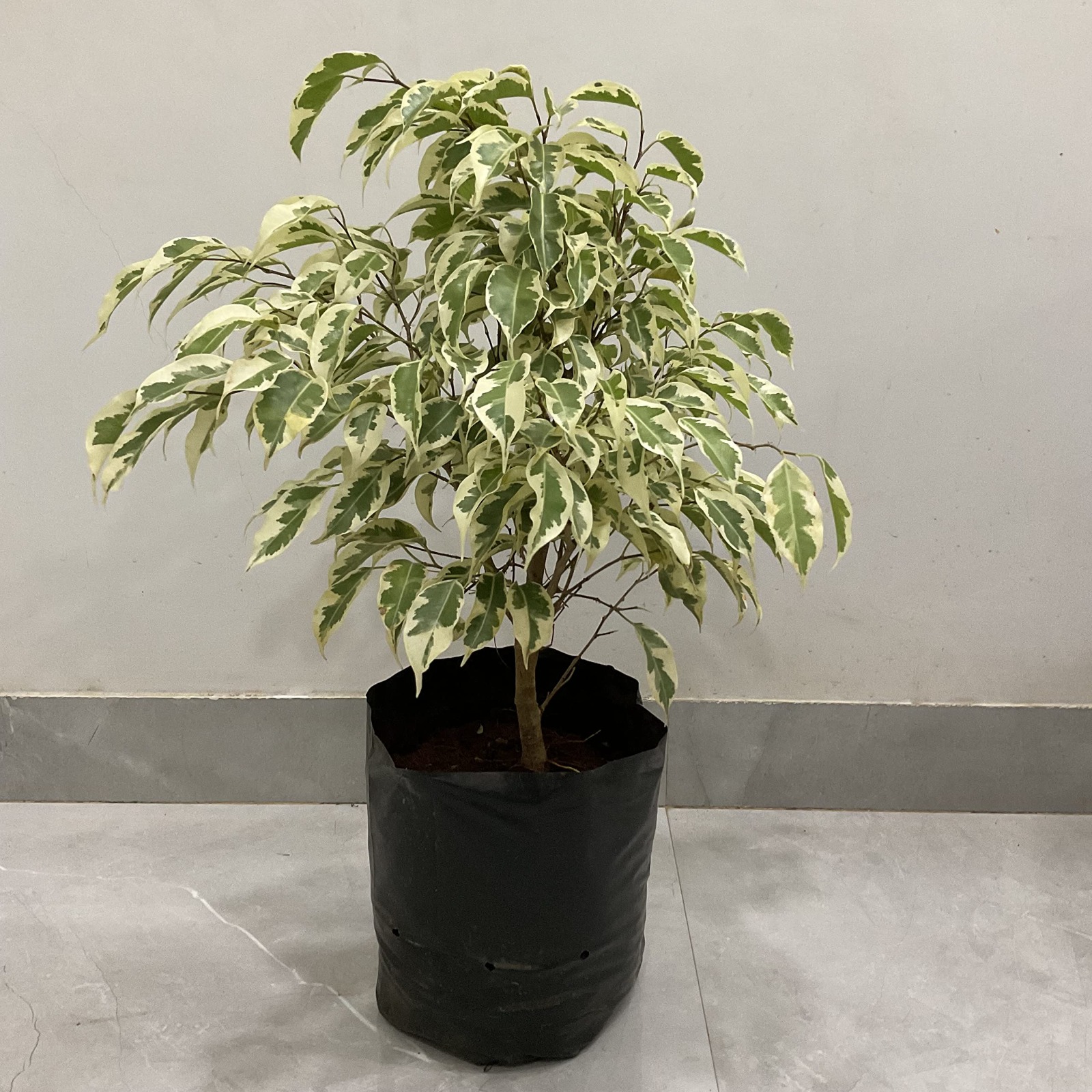  Ornamental landscaping  Ficus Variegated Plant  - Ficus variegata Blume 