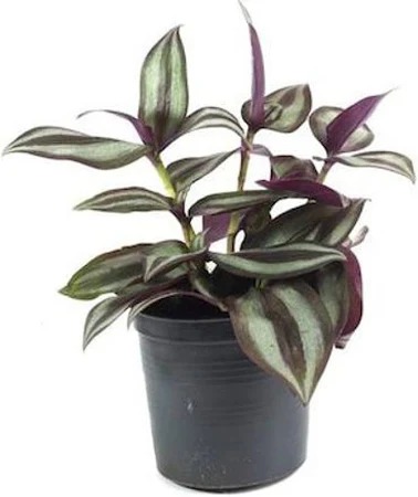  Ornamental landscaping  Inch plant - Tradescantia zebrina 