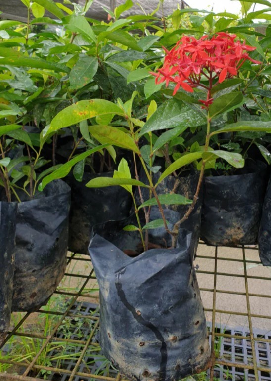  Ornamental flower   Ixora Plant  - Ixora coccinea 