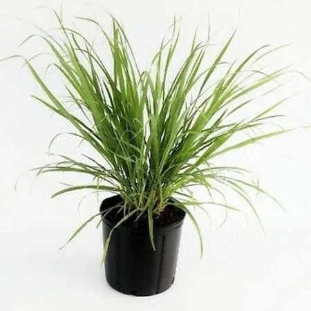  Medicinal   Lemon grass Plant - Cymbopogon citratus 