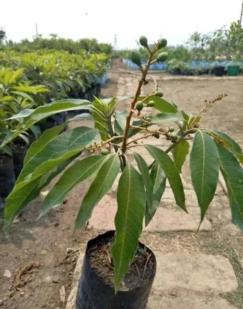  Fruit  Mango Plant  - Mangifera indica 