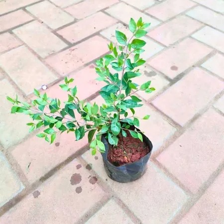  Ornamental medicinal  Mehandi Plant  - Lawsonia inermis 