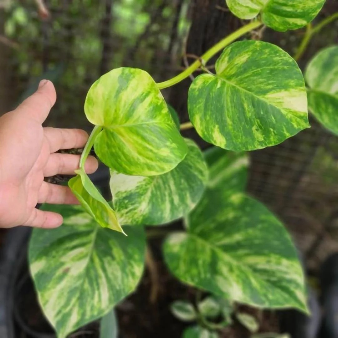  Ornamental  Money Plant  - Epipremnum aureum 