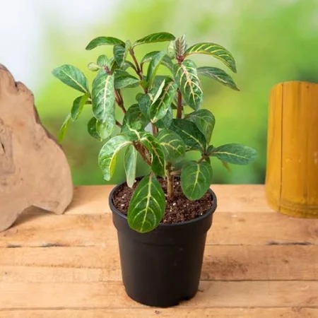  Ornamental  Sancheria variegated Plant - Sanchezia nobilis var 