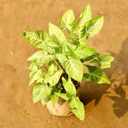  Ornamental syngomiun green plant - Syngonium podophyllum 