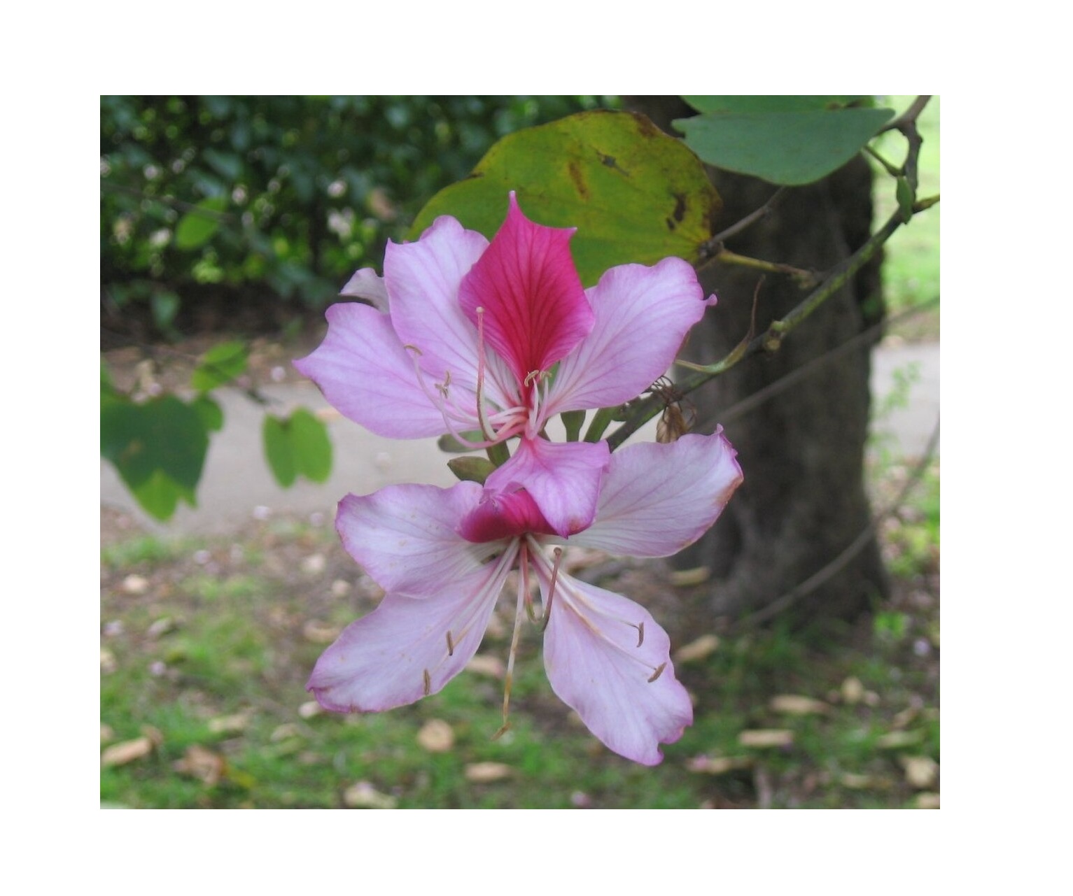  Ornamental flower   Bauhinia Plant  - Bauhinia variegata 