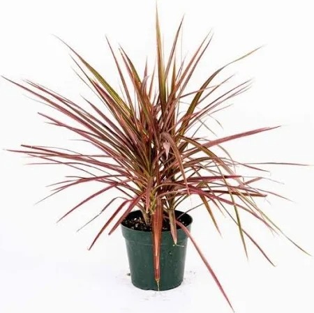  Forest ornamental landscaping  Dragon Tree Plant - Dracaena draco 