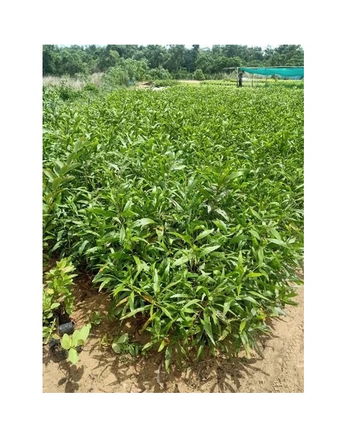  Ornamental flower   Acacia Plant   - Acacia nilotica 