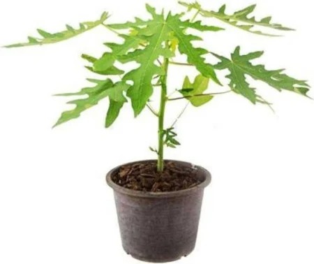  Fruit  Papaya Plant   - Carica papaya 